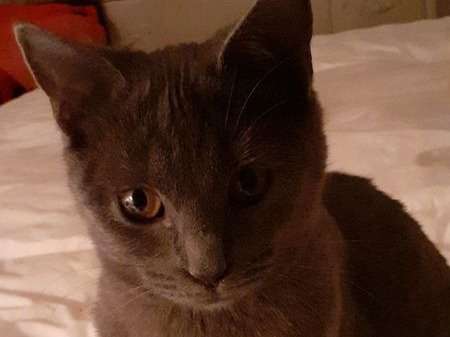 Disponible à la vente une chatonne LOOF grise Chartreux