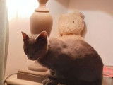Disponible à la vente une chatonne LOOF grise Chartreux