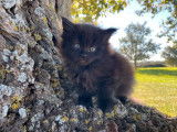 Chaton Maine Coon femelle noire LOOF à réserver