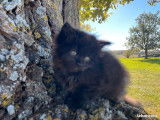 Chaton Maine Coon femelle noire LOOF à réserver