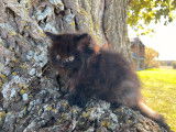 Chaton Maine Coon femelle noire LOOF à réserver