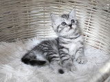 1 Femelle British Shorthair Black silver tabby (option placée)