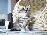 1 Femelle British Shorthair Black silver tabby (option placée)