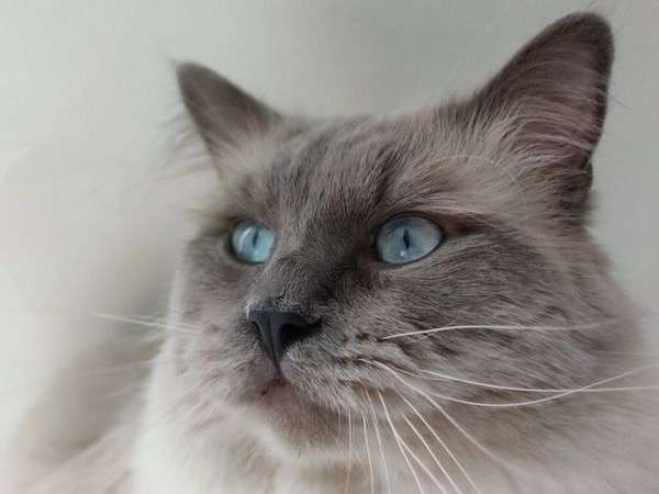 Un chat Ragdoll bleu point de 2 ans (de juin 2019) LOOF pour saillie