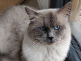 Un chat Ragdoll bleu point de 2 ans (de juin 2019) LOOF pour saillie