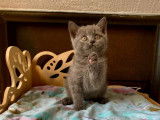 5 chatons Scottish Straight à réserver (LOOF)