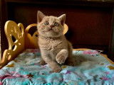 5 chatons Scottish Straight à réserver (LOOF)