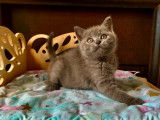 5 chatons Scottish Straight à réserver (LOOF)