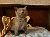 5 chatons Scottish Straight à réserver (LOOF)