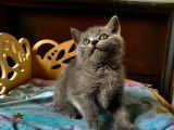 5 chatons Scottish Straight à réserver (LOOF)