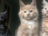 À vendre : chaton mâle Maine Coon crème et blanc (non LOOF)