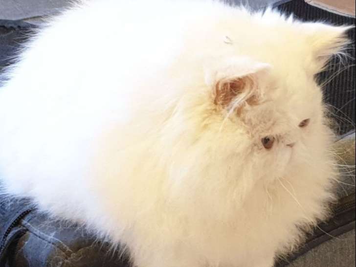Un chaton Persan mâle blanc LOOF né en avril 2021 disponible de suite