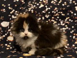 Un chaton femelle LOOF Highland Fold tricolore &agrave; vendre