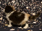 Un chaton femelle LOOF Highland Fold tricolore &agrave; vendre