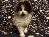 Un chaton femelle LOOF Highland Fold tricolore &agrave; vendre