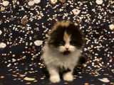 Un chaton femelle LOOF Highland Fold tricolore &agrave; vendre