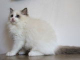 4 chatons Ragdoll LOOF disponible &agrave; la vente
