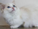 4 chatons Ragdoll LOOF disponible &agrave; la vente