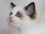 4 chatons Ragdoll LOOF disponible &agrave; la vente