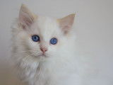 4 chatons Ragdoll LOOF disponible &agrave; la vente
