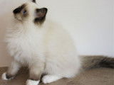 4 chatons Ragdoll LOOF disponible &agrave; la vente