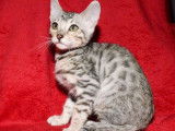 Chaton Bengal LOOF mâle de couleur noire et gris tacheté à acheter