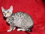 Chaton Bengal LOOF mâle de couleur noire et gris tacheté à acheter