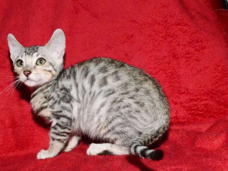 Chaton Bengal Loof Male De Couleur Noire Et Gris Tachete A Acheter Petite Annonce Chat