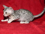 Chaton Bengal LOOF mâle de couleur noire et gris tacheté à acheter