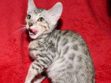 Chaton Bengal LOOF mâle de couleur noire et gris tacheté à acheter