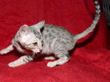 Chaton Bengal LOOF mâle de couleur noire et gris tacheté à acheter