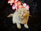 5 chatons Scottish/British Fold Straight à réserver (LOOF)