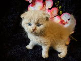 5 chatons Scottish/British Fold Straight à réserver (LOOF)