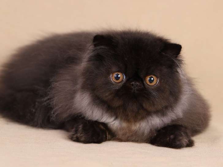 À vendre 2 chatons mâles noir Persan nés en juin (non LOOF)