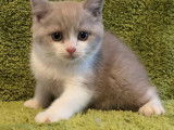 À acheter un chaton British Shorthair mâle à pelage blanc (pas LOOF)