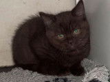 3 chatons British Shorthair (non LOOF) noir, blanc et chocolat à vendre