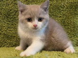 3 chatons British Shorthair (non LOOF) noir, blanc et chocolat à vendre