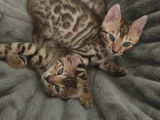 Chatons Bengal LOOF à vendre