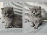 Chaton Blue à vendre