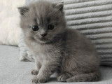 Chaton Blue à vendre