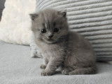 Chaton Blue à vendre