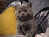 Chaton Blue à vendre