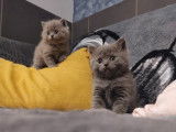 Chaton Blue à vendre