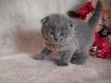 A réserver : 5 chatons LOOF Scottish Highland Fold
