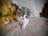 A réserver : 5 chatons LOOF Scottish Highland Fold