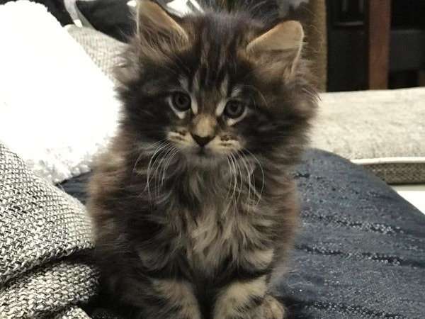 À vendre : 5 chatons Maine Coon LOOF