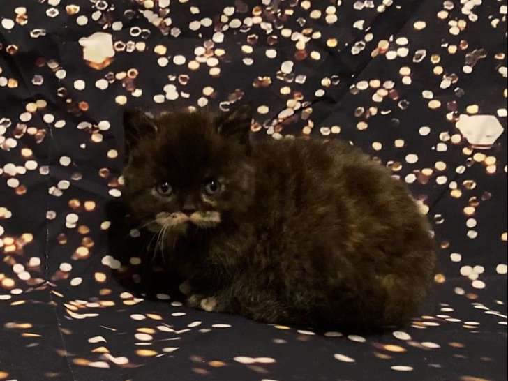 À vendre, chatonne Scottish Straight au pelage black tortie (LOOF)