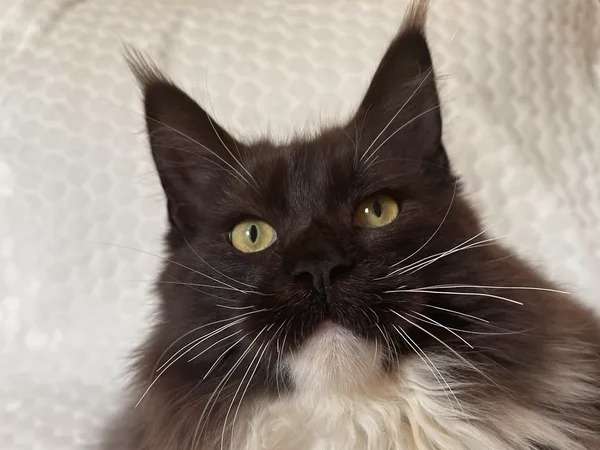 À vendre, chaton Maine Coon femelle de couleur noir et blanc (LOOF)