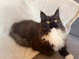 À vendre, chaton Maine Coon femelle de couleur noir et blanc (LOOF)