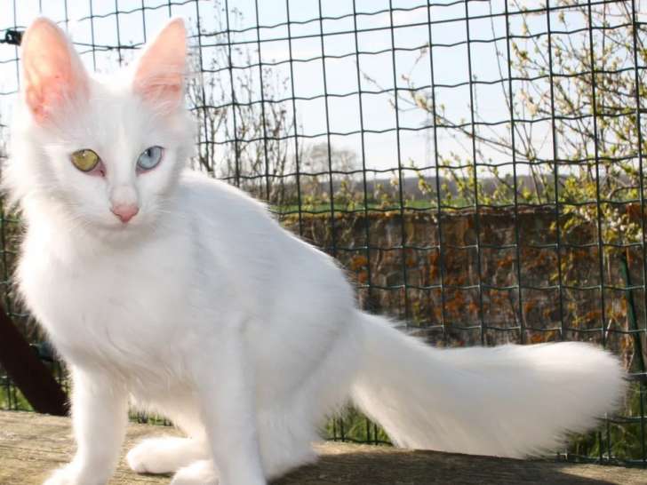 À vendre, chaton Angora Turc blanc (LOOF)